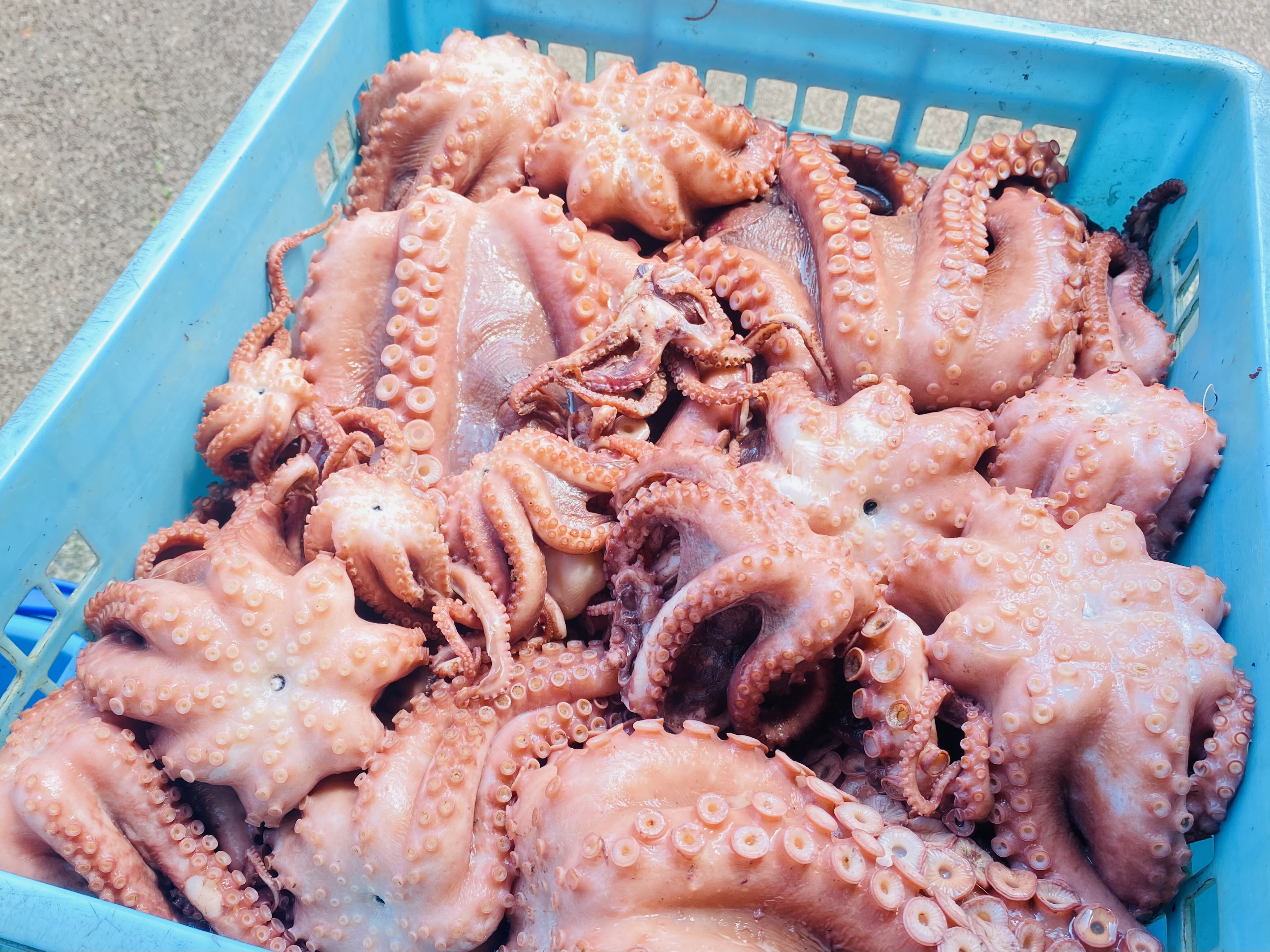 戸田産深海トロダコ1セット(2-4匹/kg)