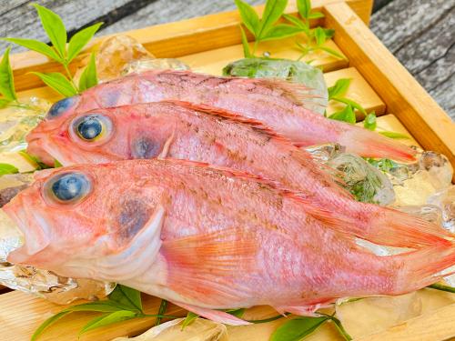 甘く美しい白身の幸せを呼ぶ赤魚、夢カサゴ