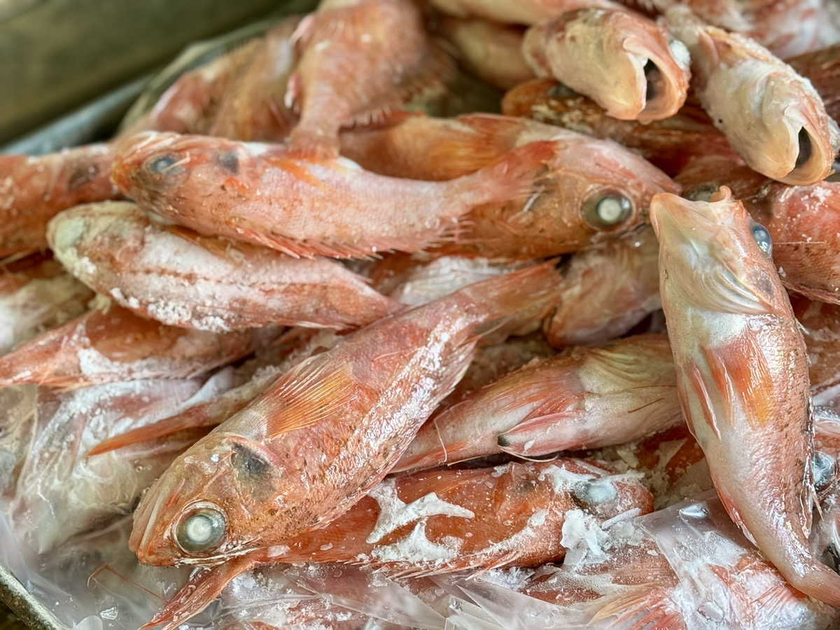 【バラ凍結】駿河湾産夢カサゴ1kg