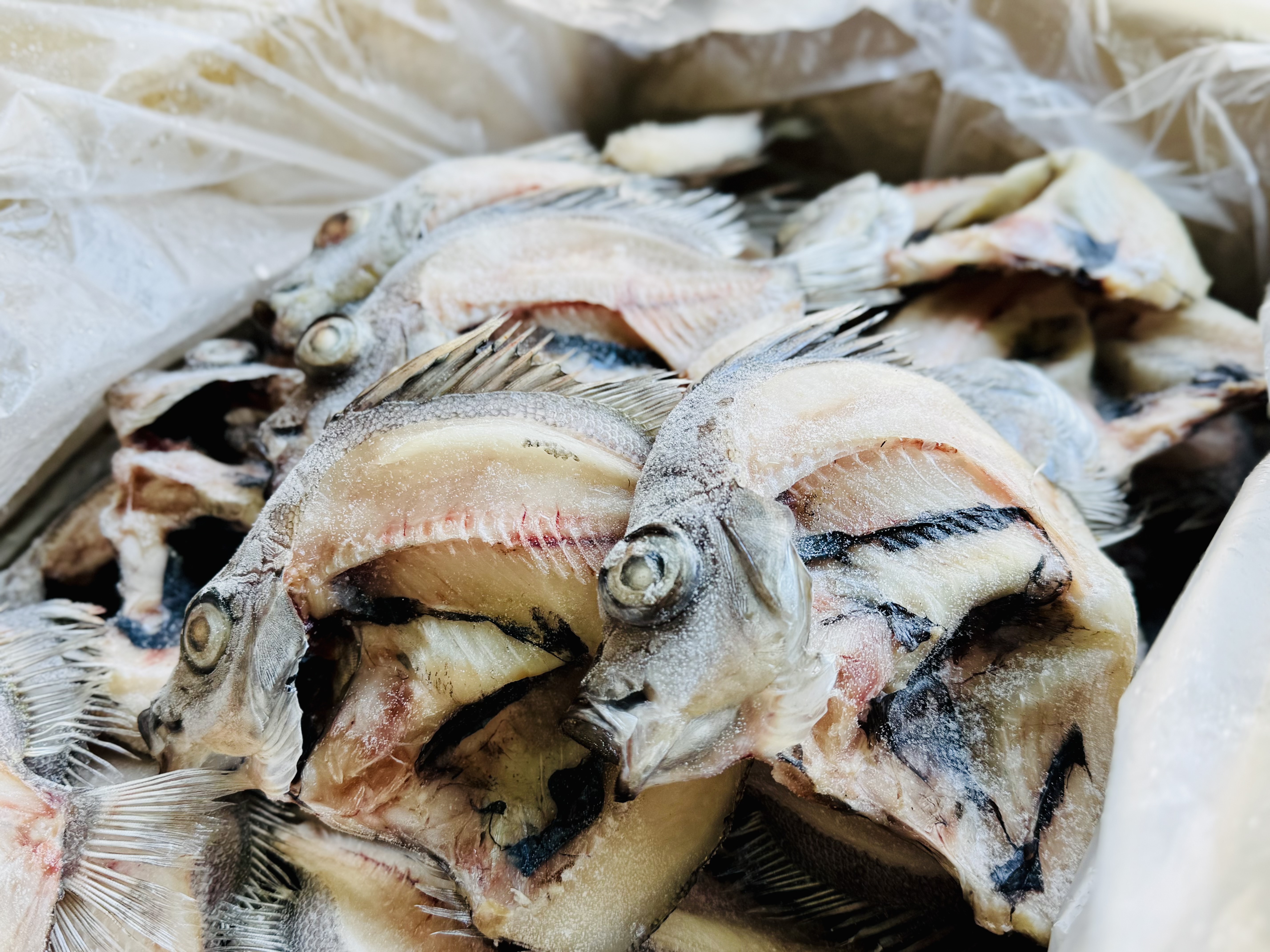 駿河湾産ツボダイ6枚