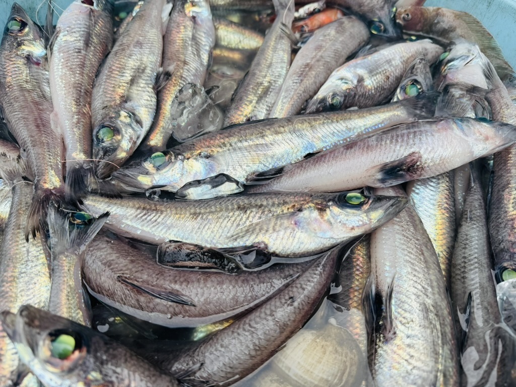 戸田産トモメヒカリ1.2kg
