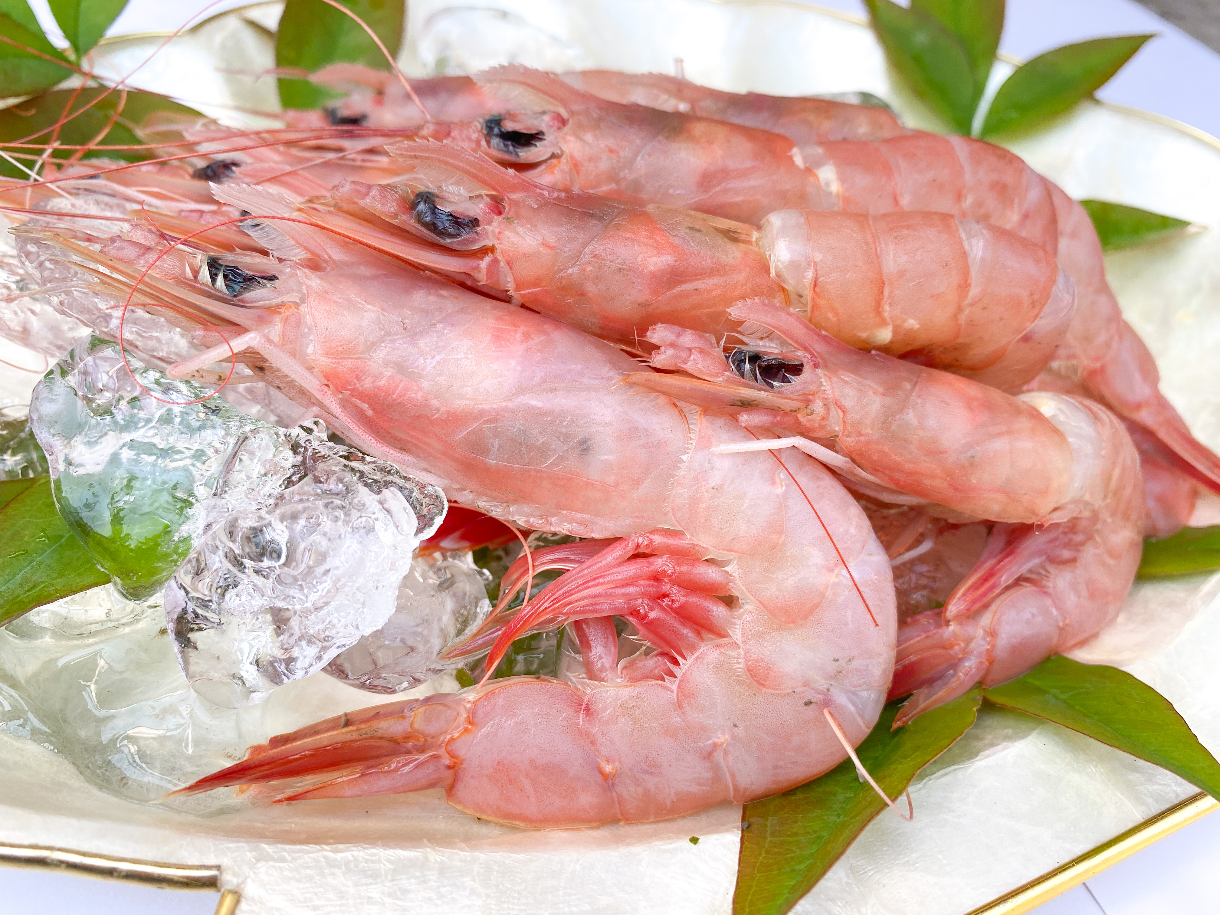 戸田産トロえび特大20尾前後/500g