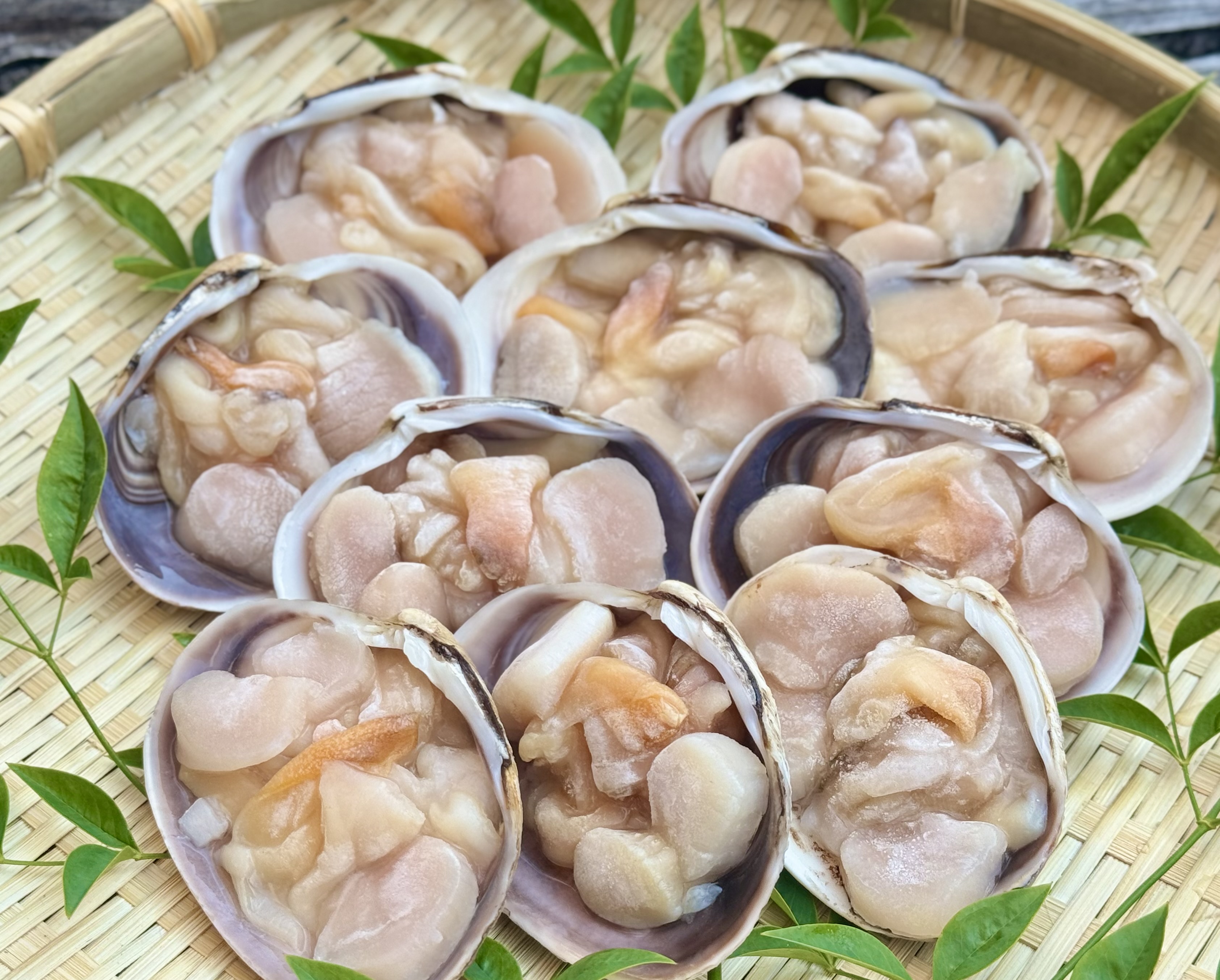 大アサリ片貝　1kg/20個