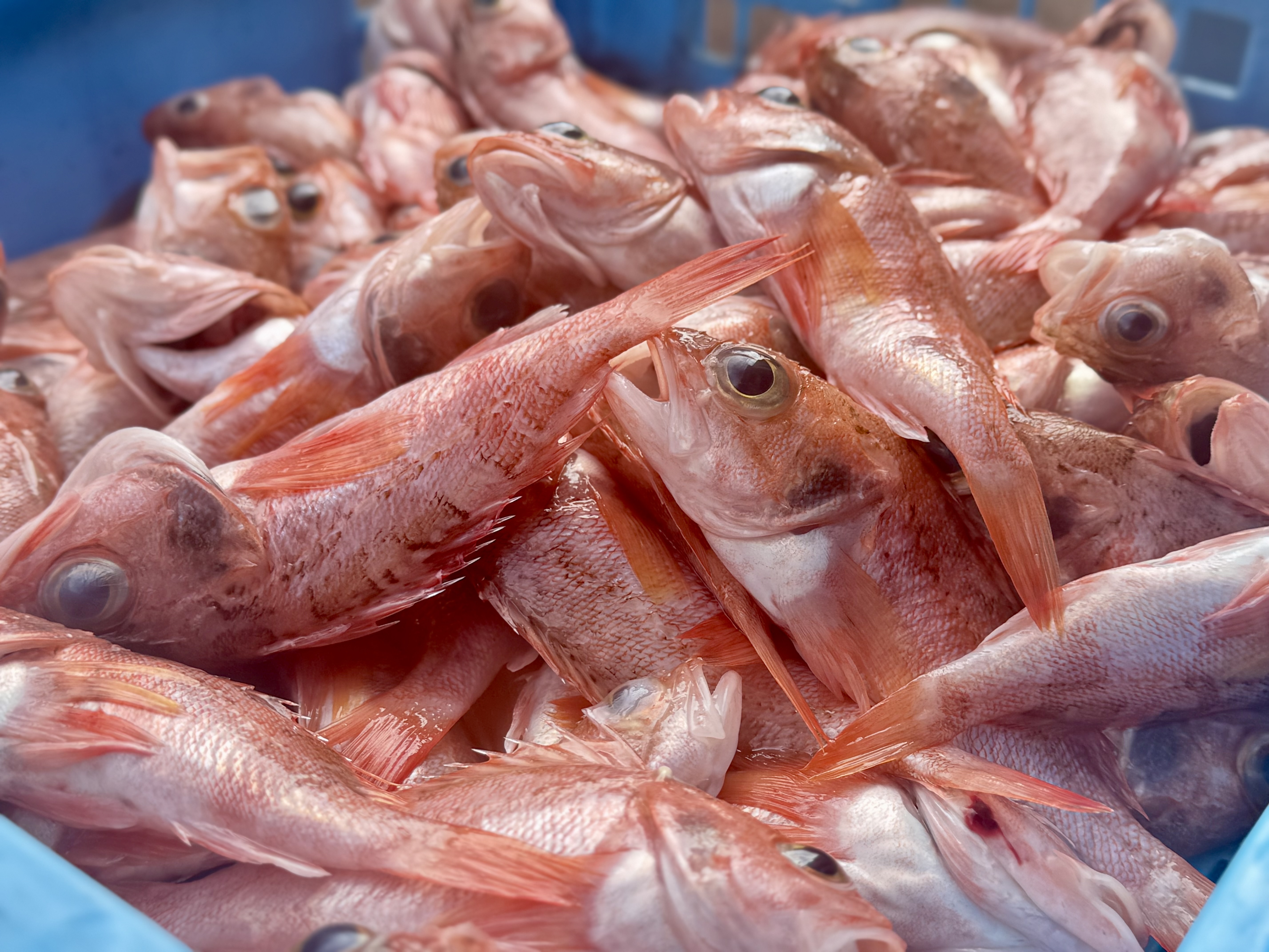 【下処理済】手のひらサイズの夢カサゴ１kg（20尾前後）