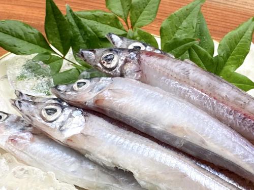 戸田産冷凍大メギス 800g(15本前後)