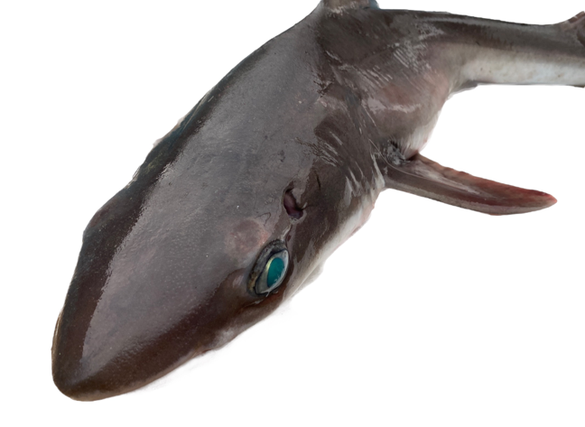 深海魚標本フトツノザメ さかなの名前｜深海魚図鑑｜山竹商店 アヤノマート 山竹ペンギン堂